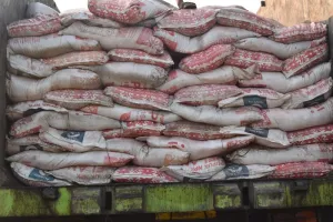 Tingkatkan Produksi Cengkih, Pemkab Kolaka Salurkan 37,5 Ton Pupuk Gratis 