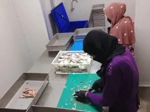 Dari Rp1.000 Jadi Rp14.000! KNMP Sulap Ikan Murah Jadi Cuan di Lampung