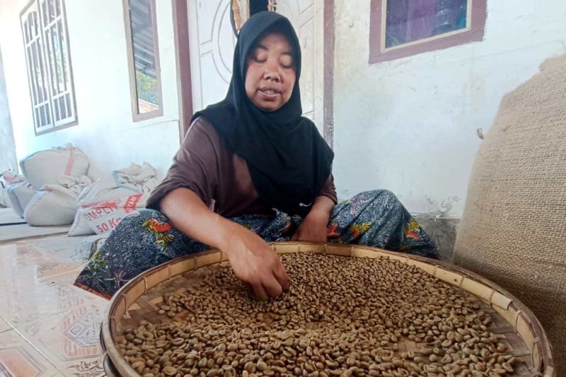 Kopi Sajang Dipacu, BI NTB Bidik Produksi dan Kualitas Ma...