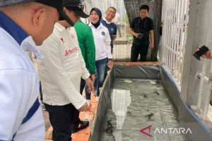 Dari Balik Lapas Jadi Peternak Lobster, Warga Binaan Lembaga Pemasyarakatan Muara Bulian Diberdayakan