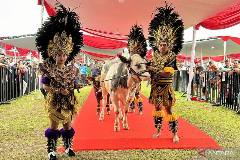 Kontes Sapi Piala Presiden Pertemukan Peternak Berbagai Daerah di Kabupaten Bogor