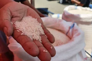 Pedagang Gorontalo Pasok Beras dari Sulawesi Tengah karena Harga yang Lebih Murah