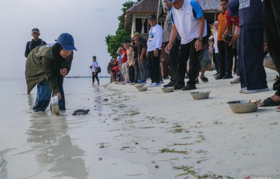 Pelepasan 25 Tukik Penyu Hijau demi Menjaga Ekosistem Laut Wakatobi