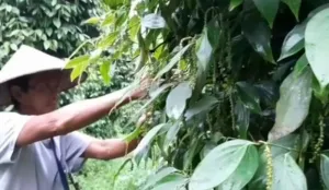 Balai Karantina Babel Lakukan Holding kepada 1.300 Kelompok Petani Lada Putih