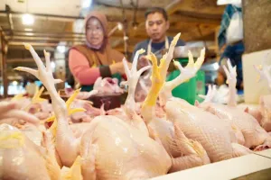 Bapanas Siapkan Subsidi Angkut untuk Jaga Kewajaran Harga Daging Ayam 
