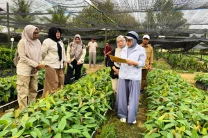 Delapan Kelompok Tani Kabupaten Berau Bakal Menerima Bantuan 200 Ribu Bibit Kakao dari Kementan 