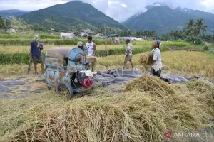 Dinas Tanaman Pangan dan Hortikultura: Produksi Padi Sulawesi Tengah Relatif Aman 
