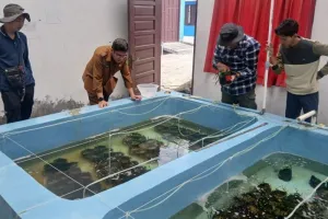 Ekonomi Karbon Biru dari Lamun Kaltim Berpotensi Hasilkan Rp5,78 Miliar
