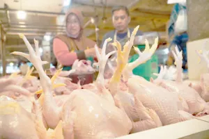 Harga Ayam Melonjak, Bapana...