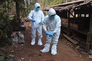 Kasus Antraks Ditemukan di Gunungkidul, Kementan Perkuat Pengendalian Penyakit Hewan