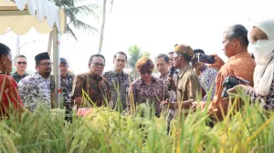 Lahan Sempit Disulap Jadi Sumber Pangan lewat Lumbung Mataraman