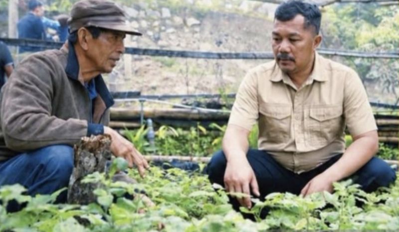 Pemkab Kerinci Dorong Nilam Menjadi Tanaman Unggulan untu...