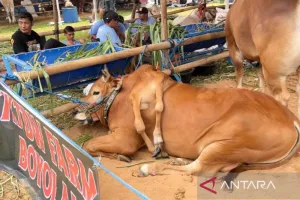 Viral dan Bikin Penasaran, Sapi Berkaki Enam Asal Boyolali Jadi Juara Kontes