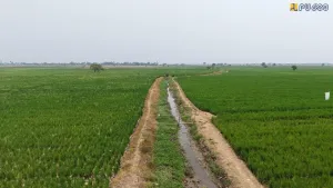 1.150 Hektare Sawah di Karawang Kekeringan, Kementerian PU Kerahkan 20 Pompa