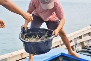 BPBL Batam Perluas Edukasi Pembudidaya Guna Dorong Produksi Lobster