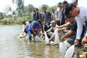 Pemkab Bone Tebar 10 Ribu Benih Ikan di Sungai Walannae.