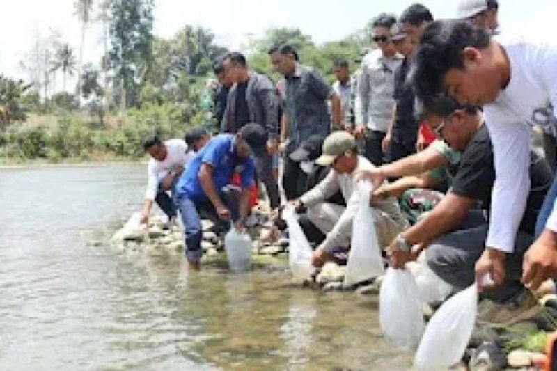 Pemkab Bone Tebar 10 Ribu Benih Ikan di Sungai Walannae.