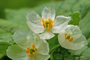Skeleton Flower: Si Bunga Ajaib yang Berubah Bening Saat Diguyur Hujan