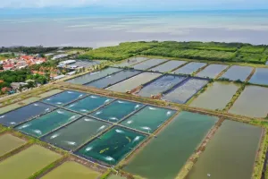 Udang Sukamara Jadi Mesin Uang Baru Kalteng, Nilainya Bikin Kaget!