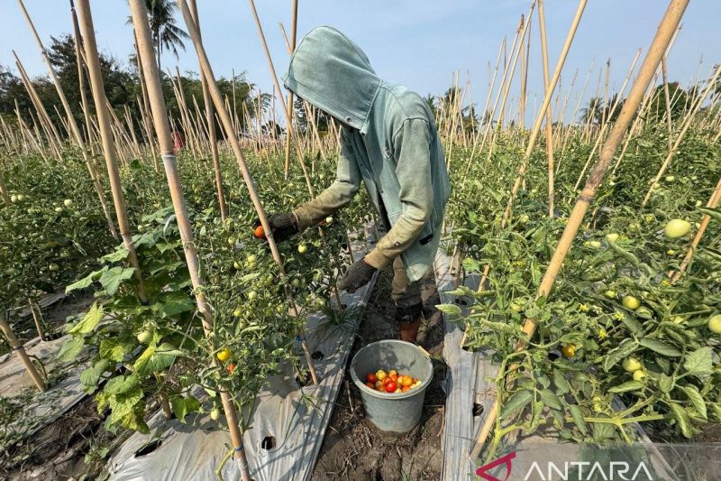 Cuaca Ekstrem Menguji, Pemkot Palu Klaim Porgram Mapan Tetap Tangguh