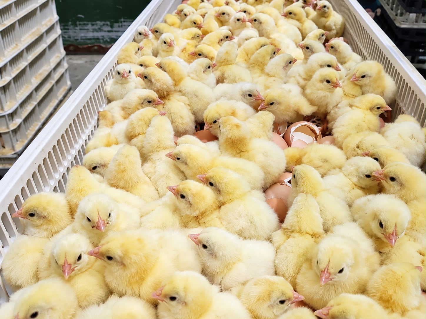 Jaga Ayam Tetap Murah, Kementan-Pengusaha Patok Harga DOC Rp7.000