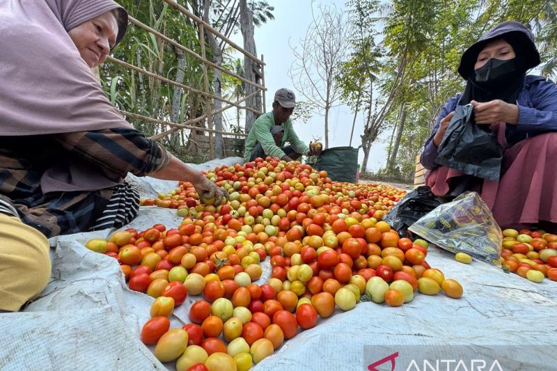 Meski El Nino, Pemkot Palu Optimistis Program Palu Mapan Tetap Produktif 