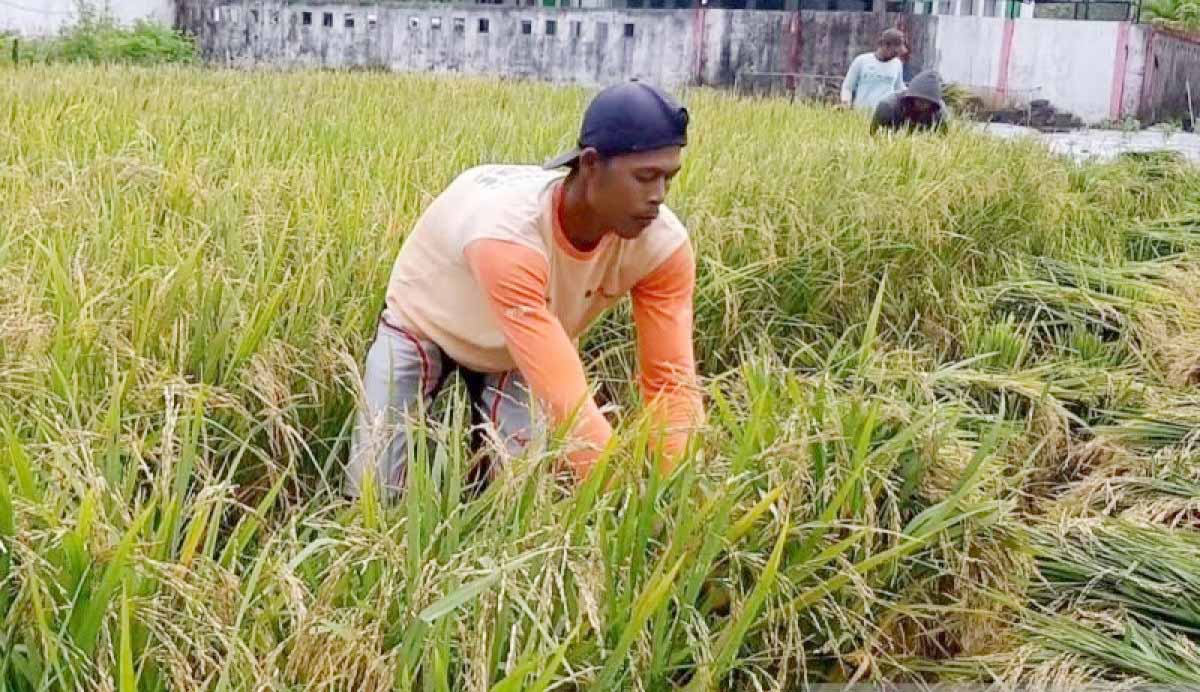 Nilai Tukar Petani Kalbar Anjlok, Alami Penurunan Terdala...
