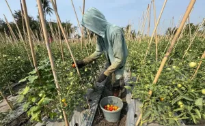 Program Palu Mapan Tetap Mampu Produktif di Tengah Fenomena El Nino
