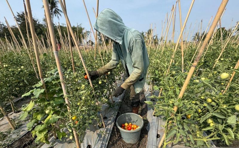 Program Palu Mapan Tetap Mampu Produktif di Tengah Fenome...
