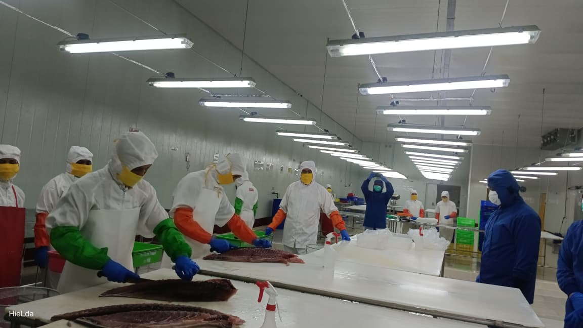 Ekspor Perikanan Maluku Tembus Rp700 Miliar, Tuna dan Udang Vannamei Laris di Pasar Global