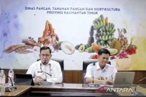 Terungkap! Ini Penyebab Produksi Pisang Kaltim Anjlok hingga 60 Persen