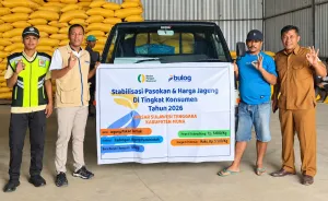 112 Ribu Ton Jagung Murah Disebar Bulog, Sasar Peternak Kecil di Seluruh Wilayah