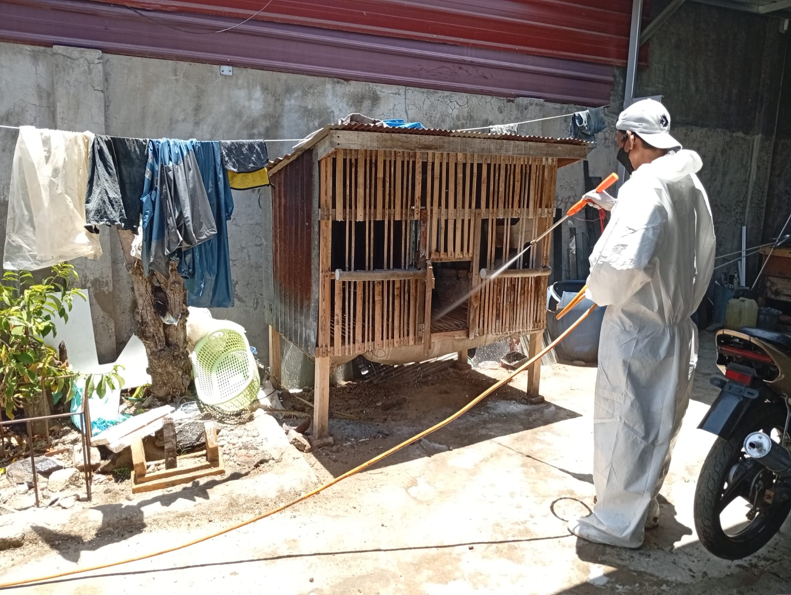 2.800 Ayam Mati Mendadak di Sinjai Positif Flu Burung H5, Kementan: Perketat Biosekuriti