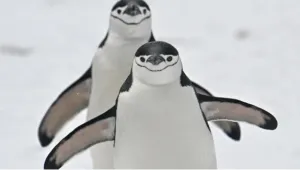 680 Ribu Penguin Hilang, Ko...