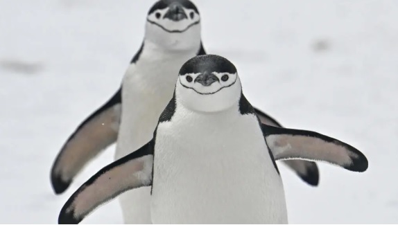 680 Ribu Penguin Hilang, Koloni Terbesar Dunia di Antarktika Menyusut