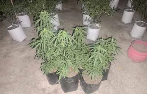 Bandel Banget! Tanam Ganja Pakai Pot di Tasikmalaya, 2 Pemuda Dicokok Polisi
