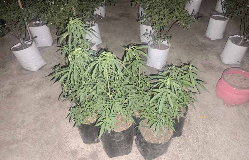 Bandel Banget! Tanam Ganja Pakai Pot di Tasikmalaya, 2 Pe...