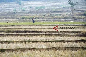 Mentan: Dari 11 Juta Hektar Lahan Sawah, 50 Ribu Terdampak El Nino
