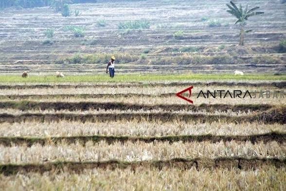 Mentan: Dari 11 Juta Hektar Lahan Sawah, 50 Ribu Terdampak El Nino
