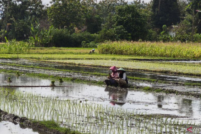 MT 1 Petani Bantul Berpotensi Mundur akibat Kemarau Panjang