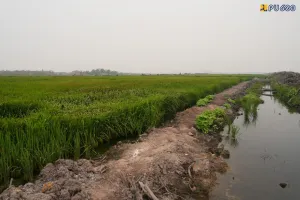 Proyek Wanam Merauke: 133 Km Irigasi Rampung, 40 Hektar Siap Panen November