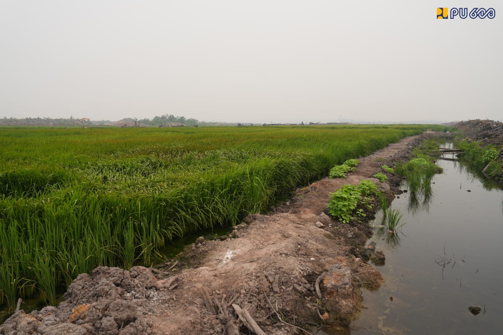 Proyek Wanam Merauke: 133 Km Irigasi Rampung, 40 Hektar Siap Panen November