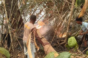252 Titik Panas Terdeteksi di Papua, BMKG Soroti Ancaman Kebakaran Hutan dan Lahan.