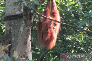 BKSDA Aceh: Tiga Orang Utan Jalani Reintroduksi di Cagar Alam Jantho