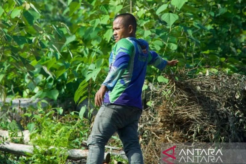 Harga Minyak Nilam di Aceh Jaya Naik Rp600 Ribu Menjadi Rp1,8 Juta Per Kilogram