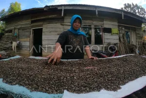 Kementrans Cari Akar Masalah Transmigran Pergi, Masa Depan Kawasan Dipertaruhkan