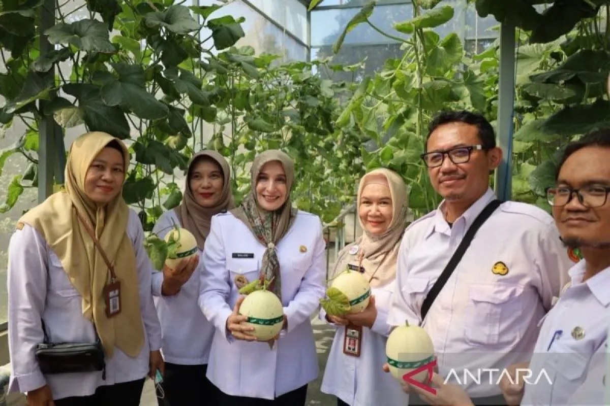 Pemkot Pekalongan Panen Melon Kirana, Peluang Produktif P...