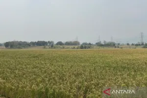 Bulog Cirebon Lanjutkan Penyerapan Gabah Petani, Potensi Produksi Padi Capai 108.000 Ton.