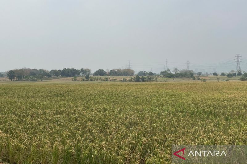 Bulog Cirebon Lanjutkan Penyerapan Gabah Petani, Potensi ...