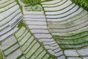 Dinas Pertanian Aceh Jaya Garap 4.720 Hektare Lahan Rawa untuk Sawah Baru.